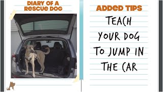 Teach your dog to jump into the car [upl. by Gean]