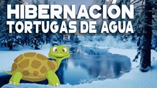 Hibernación de las tortugas de agua y semiacuáticas [upl. by Aihsit]