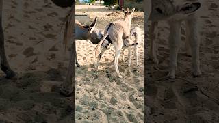 donkey animals youtubeshorts Mppets67 [upl. by Guibert308]