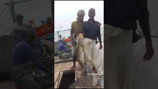 Ghol  Suwa Fish Meagre Croaker Fish in Karachi  Karachi Fishing 2024 fishing gholfish [upl. by Dammahum228]