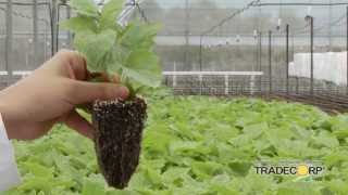 Tradecorp TV  Producción de plantas Berries In Vitro Video 5 Aclimatación [upl. by Nyleda]