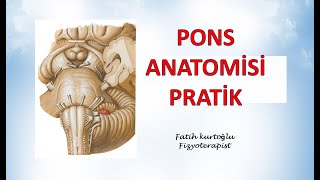 Pons Anatomisi  Pratik  Nöroanatomi Konu Anlatımı  6 [upl. by Adia250]