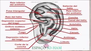 CURSO ACUPUNTURA AURICULAR MÓDULO V Anatomia auricular [upl. by Batsheva]