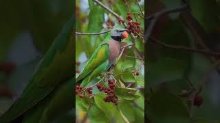 A Dream of Parakeets  Red Breasted Parakeets Feeding on Rohini tree seeds wildlife nature birds [upl. by Garnet442]