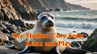 Seals of Mullion Cove The Ultimate Masters of Chill [upl. by Nhoj]