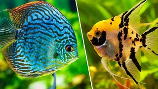 10 Peixes Mais LINDOS e INCRÍVEIS do Mundo Para Você Criar em AQUÁRIO [upl. by Sessilu715]