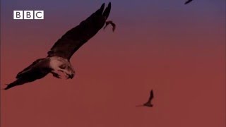 Hawks Vs Bats  Slow Mo [upl. by Bechler]