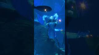 Jakarta Aquarium shortvideo jakartaaquarium travel aquariumfish [upl. by Yreffoeg564]