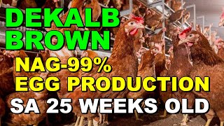 DEKALB BROWN NAG 99 EGG PRODUCTION SA 25 WEEKS OLD  2021  REMASTERED [upl. by Ynohtona]