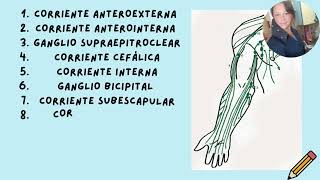 Gralidades anatómicas del sistema linfático [upl. by Lananna661]