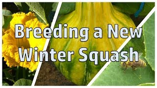 Breeding a New Winter Squash A Look at the F1 Generation [upl. by Nytram]