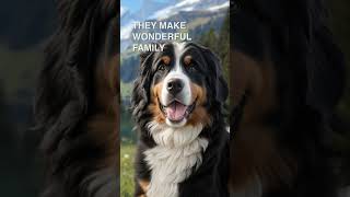 The Bernese Mountain Dog is a great dog [upl. by Mellie]