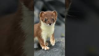 Interesting Facts About The Adorable Ermine [upl. by Whitnell]