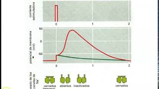 Clase Potenciales de membrana parte II [upl. by Ethelda688]
