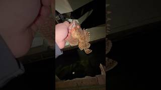 Large ShorePound Sculpin  fishrx bassfishing fishingvideo [upl. by Gustafsson]