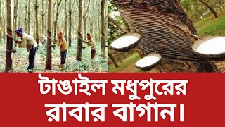 টাঙ্গাইল মধুপুরের রাবার বাগান। রাবার গাছ   Hevea brasiliensis abujehad tangail news news fyp [upl. by Blaise444]