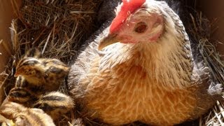 Organic Quail Hatched amp Raised with a Mother Hen Nos Cailles bio Crias de codorniz SUB ENGFR [upl. by Airdnala170]