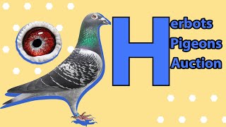 Top Quality Breeder Racing Pigeon For Sale In Herbots Pigeons Auction [upl. by Gigi185]