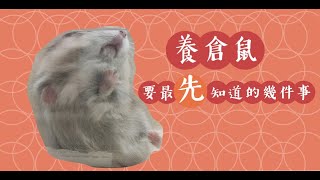 第一次養倉鼠要最先知道的事｜倉鼠知識｜倉鼠蛋蛋 [upl. by Kore]