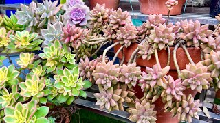 My Succulent Plants During Cold Winter Months [upl. by Holofernes]