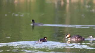 Perkoz dwuczuby Podiceps cristatus eng Great crested grebe [upl. by Ahgem]