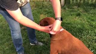 Measuring for a head collar  Meg Heath [upl. by Montford]