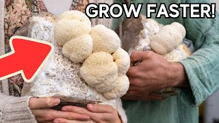 How To Grow Lions Mane Mushrooms Indoors For Beginners🍄 [upl. by Kenison]