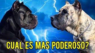 Dogo Argentino vs Presa Canario Which breed will win [upl. by Oir]