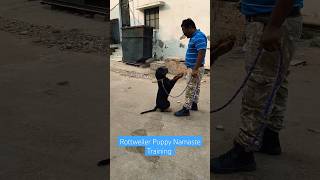 Rottweiler Puppy Namaste Training session 560 shorts [upl. by Allebram]