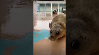 seal bounces like from a video game seal cuteseal sealpup sealy animal animalmeme [upl. by Caines]