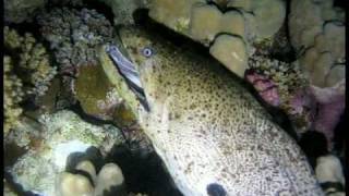 Moray Hunting amp Eating Indian Sailfin Tang [upl. by Saidel270]