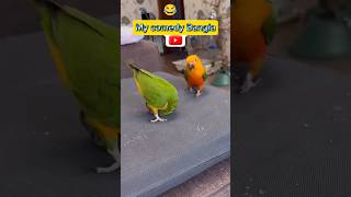 What exercise did the parrot show me to get foodfunny video funny comedy  parrot ambulation [upl. by Irwinn]