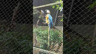 Guwahati Zoo birds guwahati [upl. by Seiter]