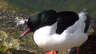 Goosander Common Merganser [upl. by Atarman]