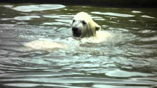 Jonge ijsbeer  ijsberen stoeien in het water  Dierenrijk Nuenen [upl. by Kenelm]