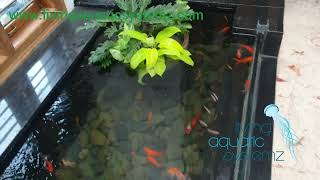 INDOOR GOLDFISH POND [upl. by Sipple288]