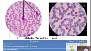 Células Sanguíneas em Microscopia Óptica [upl. by Anahoj]