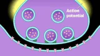 Synapse  Neurotransmitter  Presynaptic neuron  Postsynaptic Neuron  Action Potential [upl. by Shipp258]