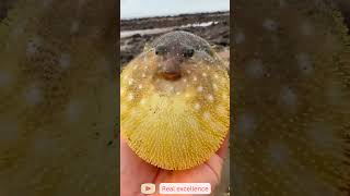 Amazing Facts About the Pufferfish facts discovery wildlifediscovery animals snakeisland [upl. by Naamann]