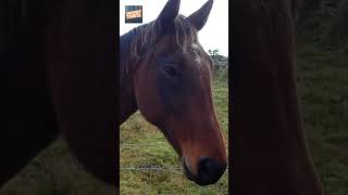 Horse nearby Haast River New Zealand newzealand horse [upl. by Nuahsed]