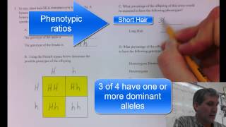 Punnett Square Sample Problem [upl. by Jadda697]