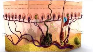 Anatomy of the Skin  3D Medical Animation  ABP © [upl. by Mandych]