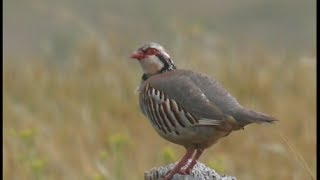 Perdrix rouge  chant  Redlegged Partrige  Rothuhn   Alectoris rufa [upl. by Tuinenga291]