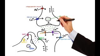 Pharmacology  ANTIEPILEPTIC DRUGS MADE EASY [upl. by Brannon510]