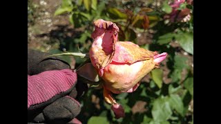 Rose Flowers Turning Brown  Botrytis cinerea Grey Mould Trish The Gong Gardener [upl. by Enahs]