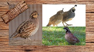 What Type Of Quail Should You Raise [upl. by Meedan785]