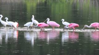 Roseate Spoonbills In Action [upl. by Nylaj]