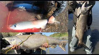 How to catch big Salmon in a river [upl. by Yahska]