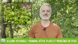 Alliaire officinale poumons détox plaies et problèmes de peau [upl. by Ardnassac]