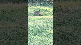 🐰 Because nibbles are good 😌 🌱 nibbler hare nighttimesnack [upl. by Leda]